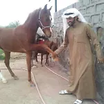 مزرعة واسطبل الريان للخيل العربية الأصيلة