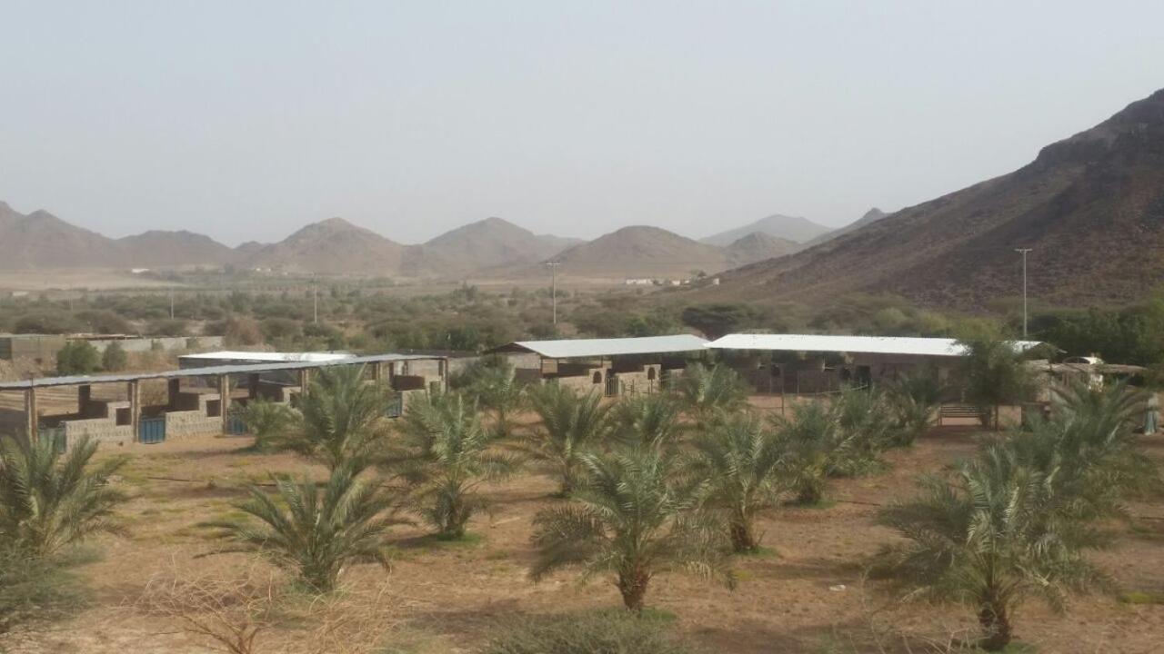 مزرعة واسطبل الريان للخيل العربية الأصيلة Campsite