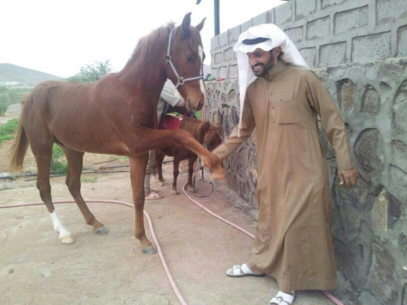 مزرعة واسطبل الريان للخيل العربية الأصيلة Medina