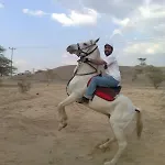 مزرعة واسطبل الريان للخيل العربية الأصيلة