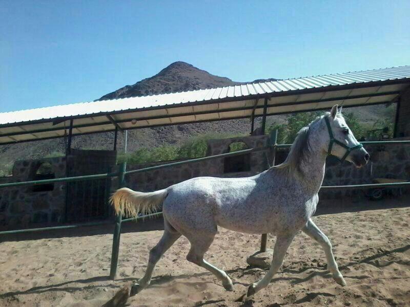 Campsite مزرعة واسطبل الريان للخيل العربية الأصيلة Medina